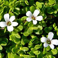 CogniCare Pro is made of Bacopa Monnieri